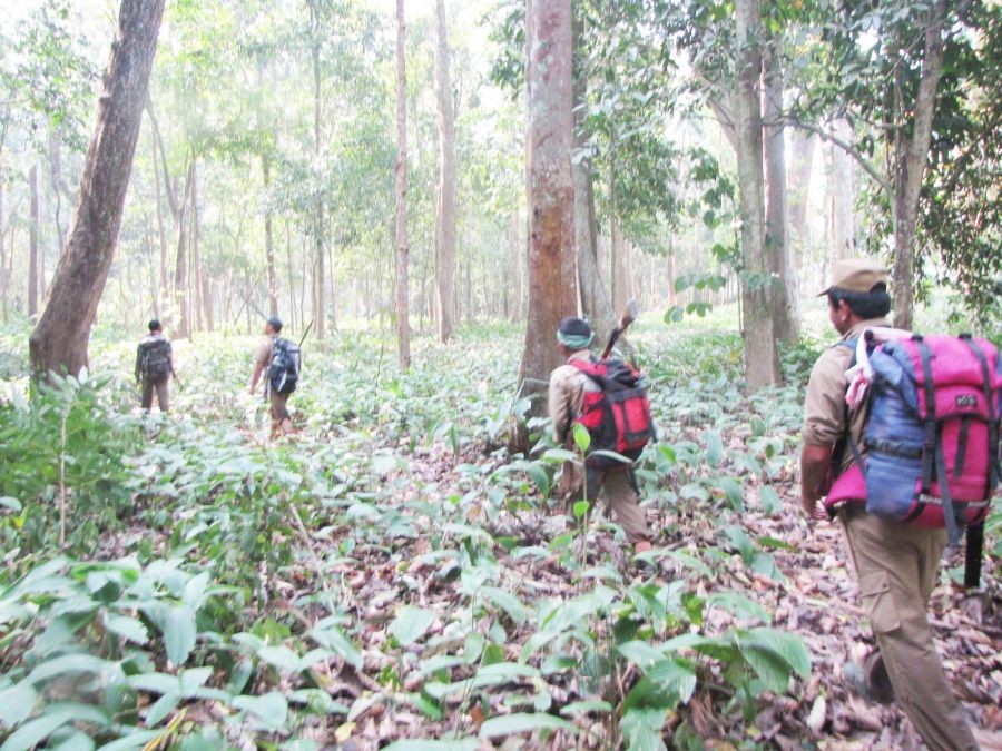 Forest guards on duty at the Intangki National Park. (Morung File Photo)